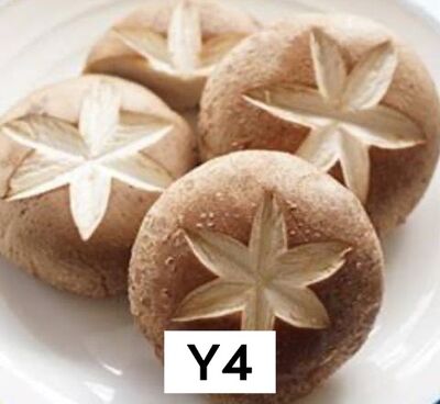 椎茸
